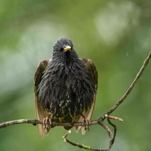 Redwell   June   2016 (143 Of 659).jpg